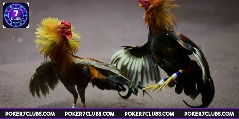 da-ga-7club-kham-pha-the-gioi-da-ga-truc-tuyen